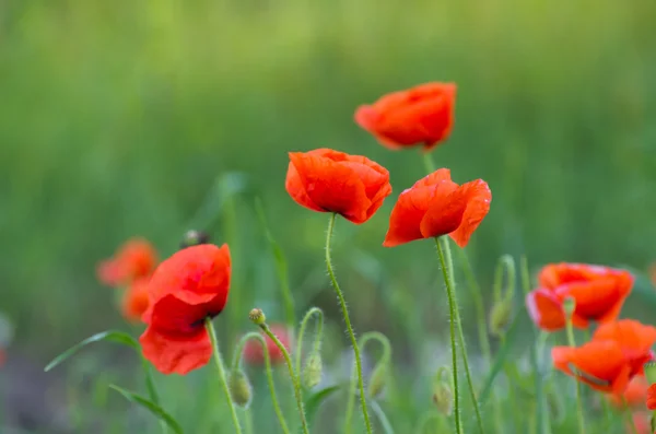 Rode papavers op granen veld — Stockfoto