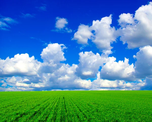 Fältet på bakgrund av blå himmel — Stockfoto