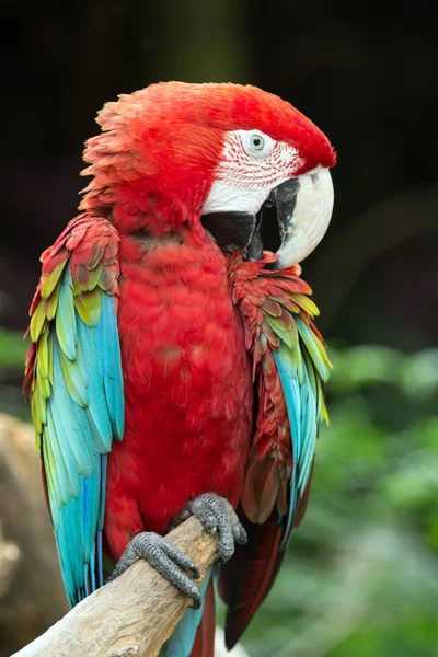 Tünekteki papağan kuşu. — Stok fotoğraf