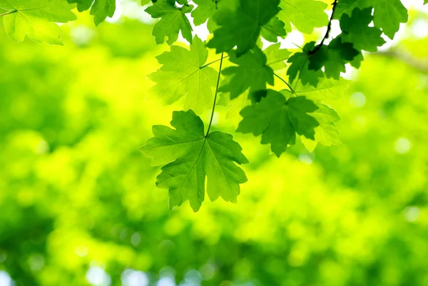 Foglie verdi sfondo — Foto Stock