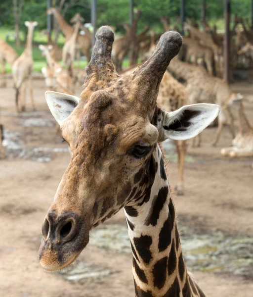Close up portrait of giraffe — Stock Photo, Image