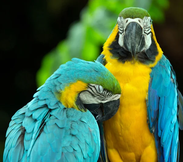 Bonito Papagaios Pássaros Natureza — Fotografia de Stock