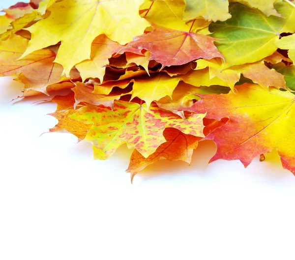 Autumn maple leafs — Stock Photo, Image