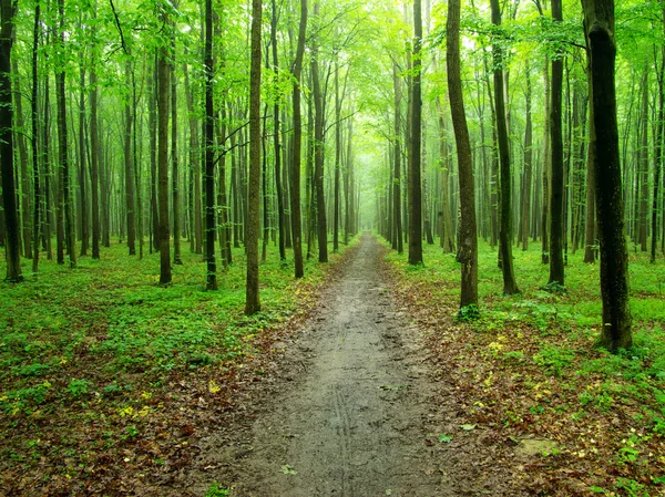 Camino en bosque verde — Foto de Stock