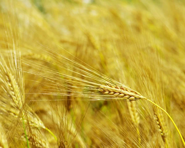 Grano amarillo listo para la cosecha —  Fotos de Stock