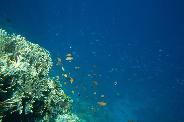 Coral and fish in  Red Sea — Stock Photo, Image