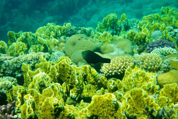 Underwater panorama — Stock Photo, Image
