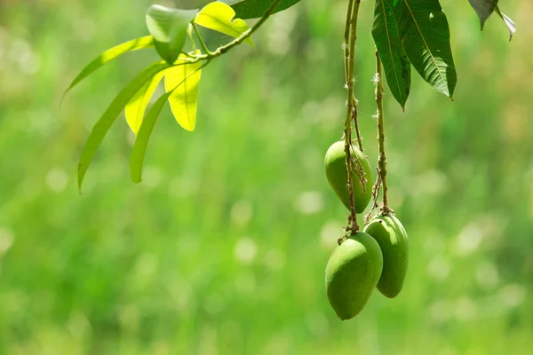 Green mangoes on tree. — Stock Photo, Image