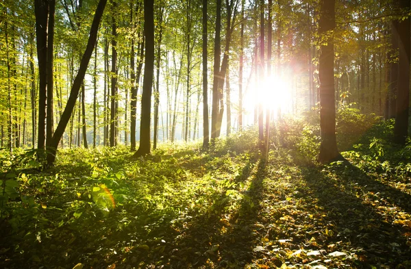 Luz solar na floresta com árvores — Fotografia de Stock