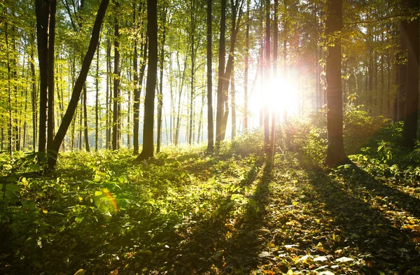 Sunlight in forest with trees