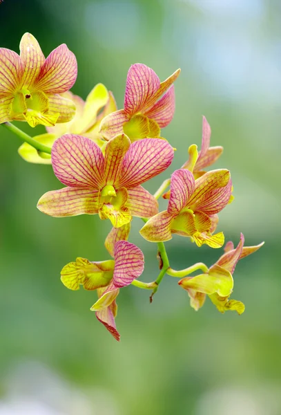 緑の上の蘭の花 — ストック写真