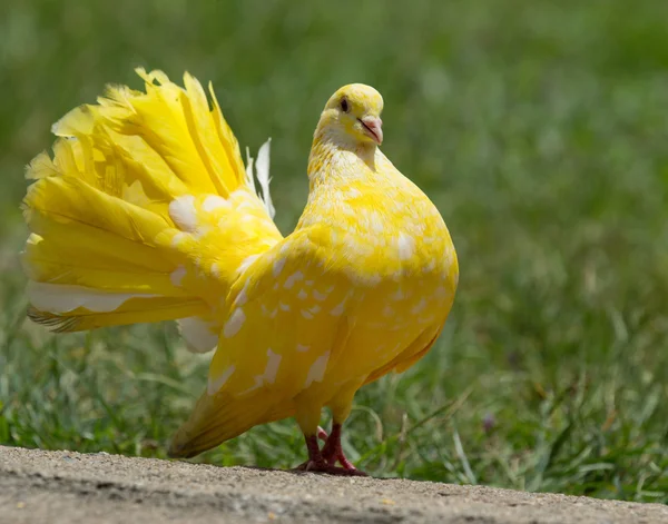 Duif op het gras — Stockfoto