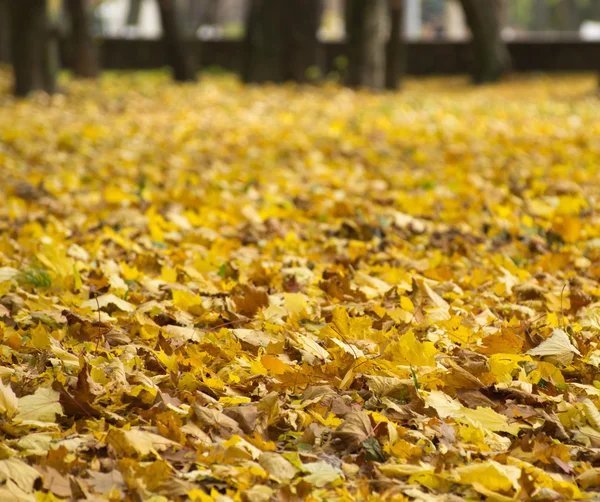 Foglie d'autunno — Foto Stock