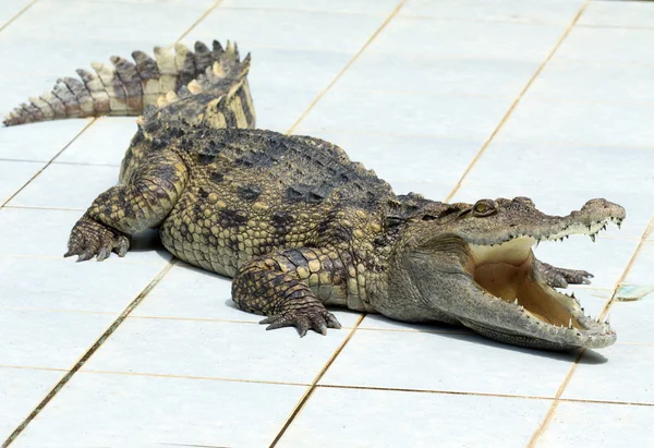 Viltlevende alligator – stockfoto