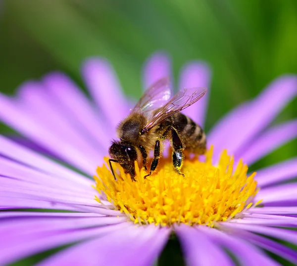 Schöne violette Blume und Biene — Stockfoto