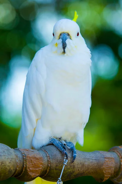 Uccello pappagallo — Foto Stock