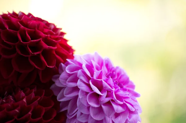 Schöne Dahlienblüten — Stockfoto