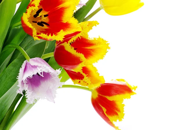 Μπουκέτο λουλούδια της τουλίπες — Φωτογραφία Αρχείου