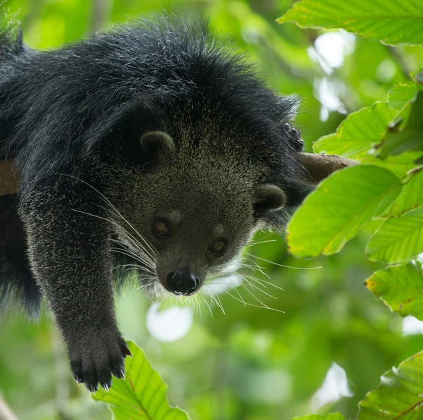 Binturong na drzewo — Zdjęcie stockowe