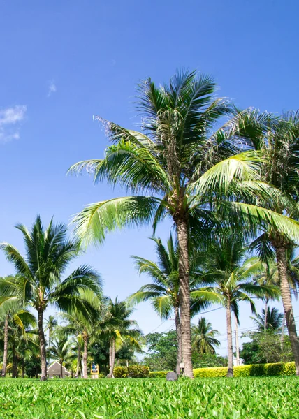 Green palm trees — Stok fotoğraf