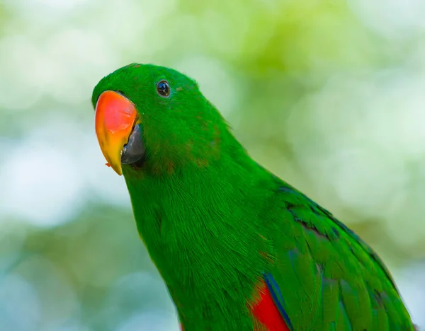 Parrot vogel op aard — Stockfoto