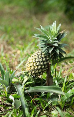 Ananas Meyve çiftlik büyüyen