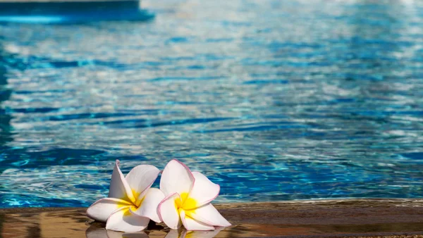 Flores Plumeria na piscina — Fotografia de Stock