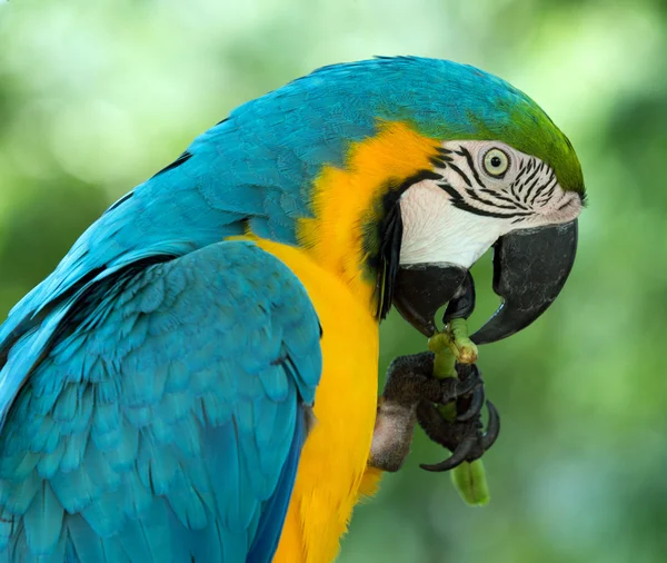 Loro pájaro en la naturaleza —  Fotos de Stock