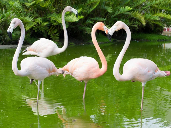 Flamingos fåglar i vatten — Stockfoto