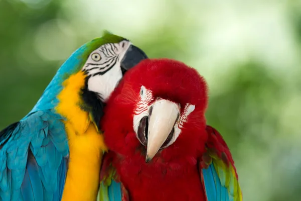 Kleurrijke Macaws papegaaien — Stockfoto