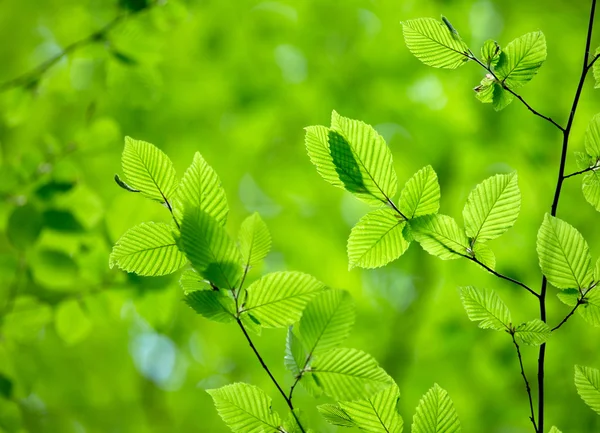 Natural green background — Stock Photo, Image