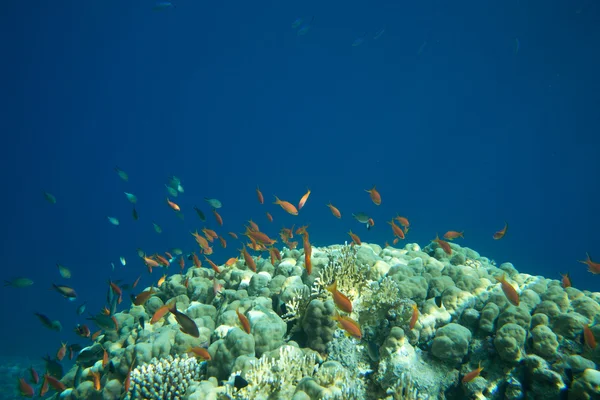 Mar de coral — Fotografia de Stock