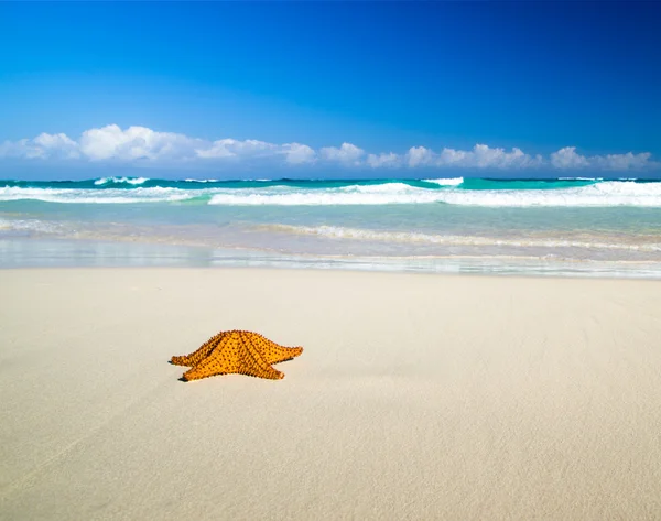 Estrella de mar sobre la playa — Foto de Stock
