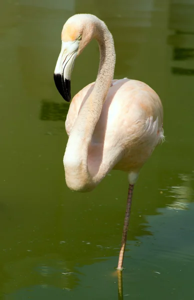 Flamingo pássaro na água — Fotografia de Stock