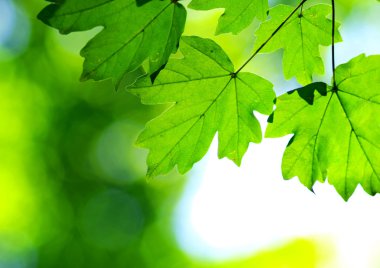 yeşil yapraklar arkaplan