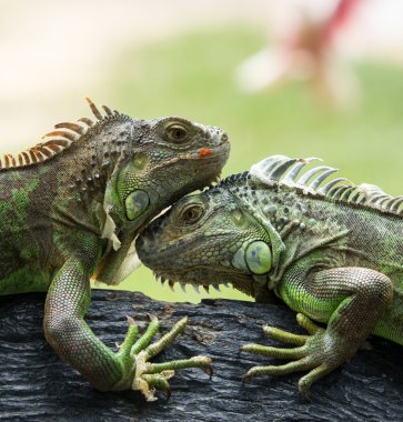 Yeşil iguana