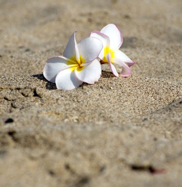 çiçekler Plumeria alba