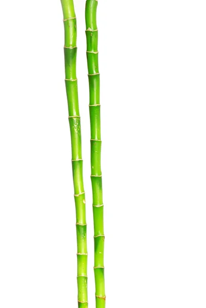 Grüner Bambus — Stockfoto