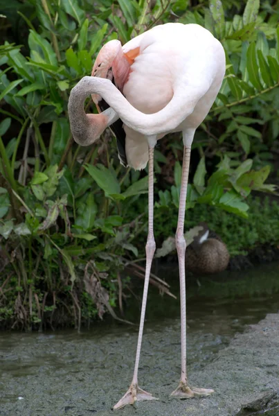 Flamingo fågel i vatten — Stockfoto