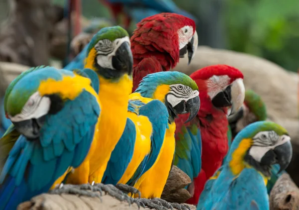 Aves da espécie Macaw — Fotografia de Stock