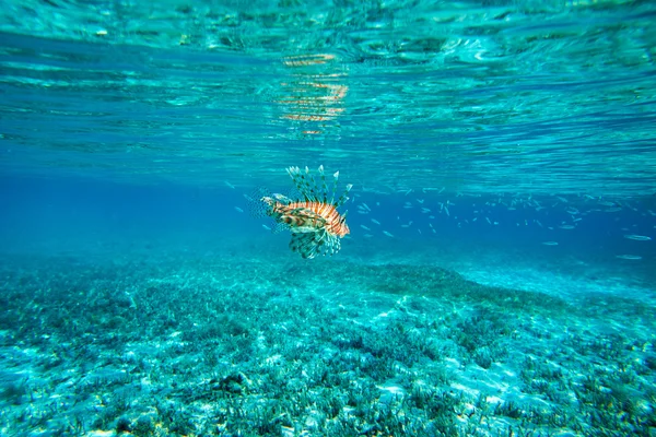 Lion Fish — Stock Photo, Image