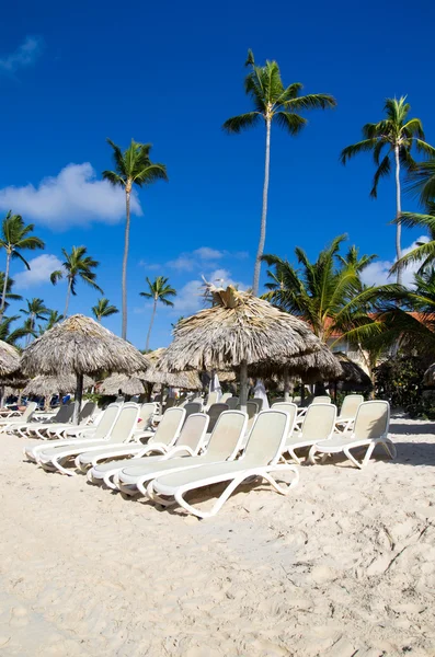 Beach chairs under palm  trees — Stock Photo, Image