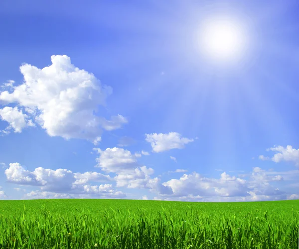 tarla ve mavi gökyüzü