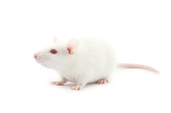 Ratto bianco — Foto Stock