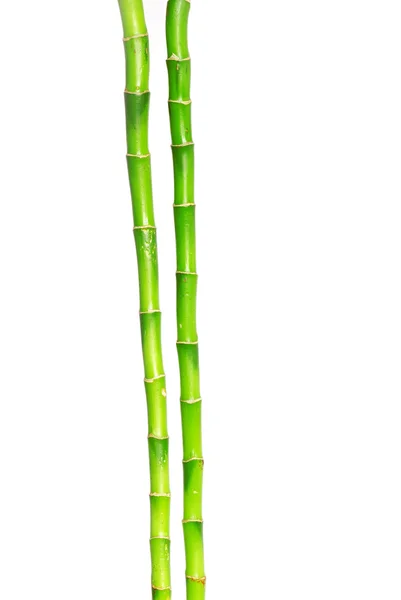 Green Bamboo — Stock Photo, Image