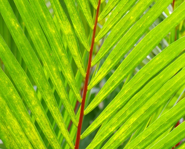 Listy zelené rostliny — Stock fotografie
