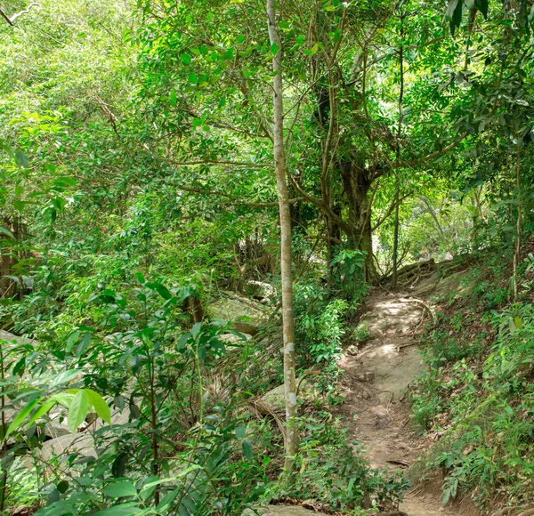 Stream in tropical jungle — Stok Foto