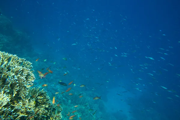 산호 바다 — 스톡 사진
