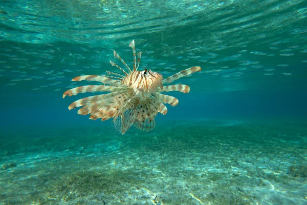 Lion Fish — Stock Photo, Image