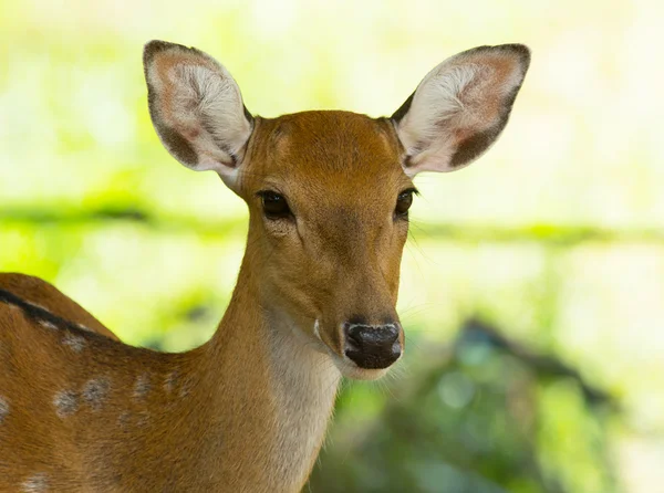 Szef Jeleń whitetail — Zdjęcie stockowe